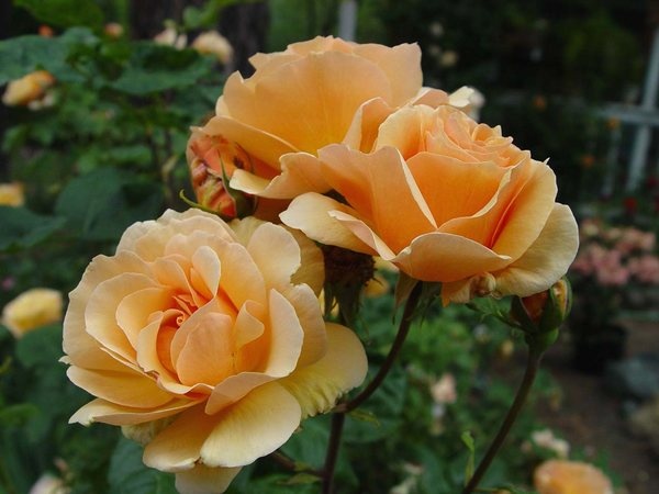 'Norwich Castle' rose photo