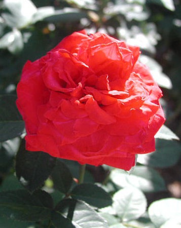 'Apache Belle' rose photo
