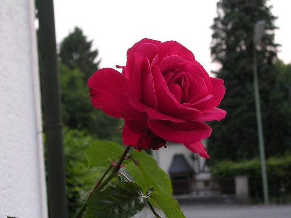 'Kletter-Star' rose photo
