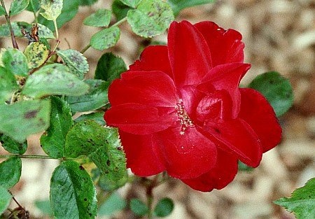'Cinnabar Improved' rose photo
