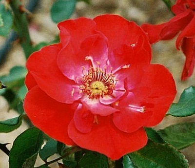 'Cinnabar' rose photo