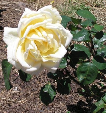 'Sir Henry Segrave' rose photo