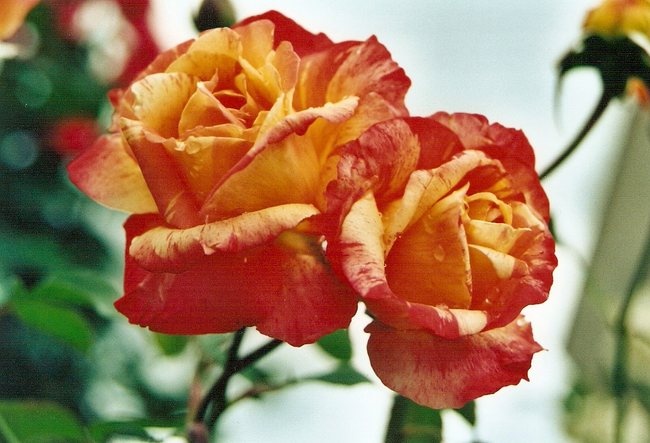 'Marvelle ® (hybrid tea, McGredy, 1988)' rose photo