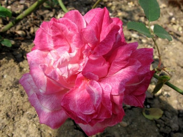 'Bengale d'Automne' rose photo