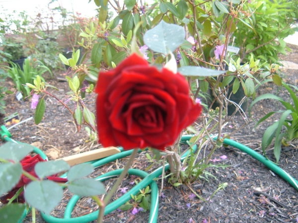 'Salute ™ (miniature, White 1995)' rose photo