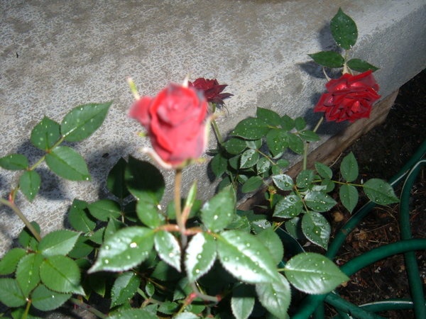 'Salute ™ (miniature, White 1995)' rose photo