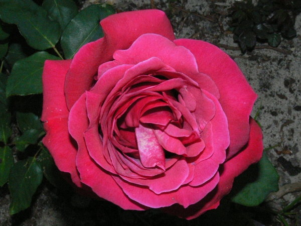 'Gravin d'Alcantara' rose photo