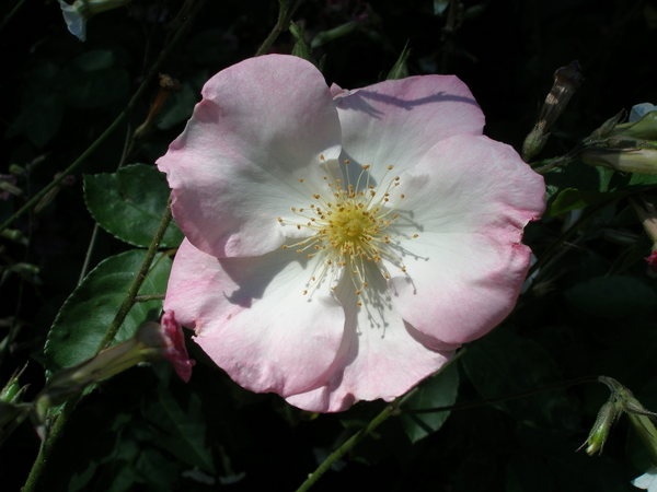 'Ringlet' rose photo