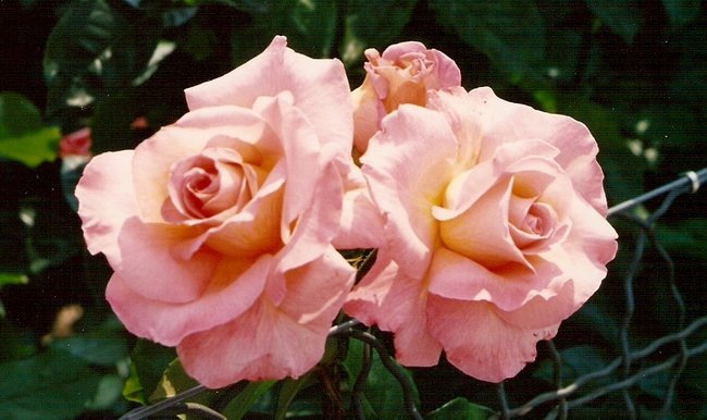 'Paul Shirville' rose photo