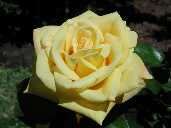 'Canary Diamond ™' rose photo