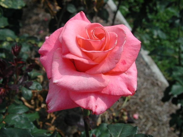 'Catherine Marie' rose photo