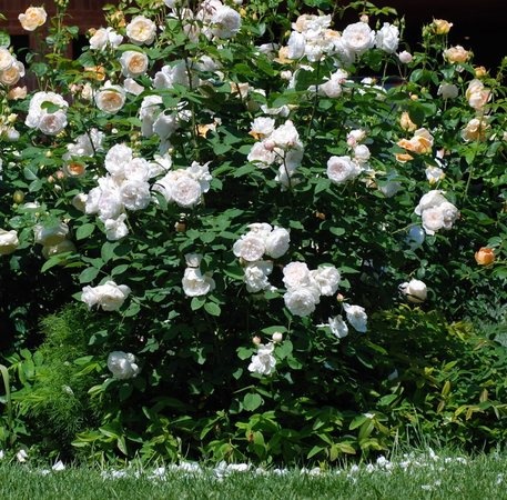 'Winchester Cathedral ®' rose photo