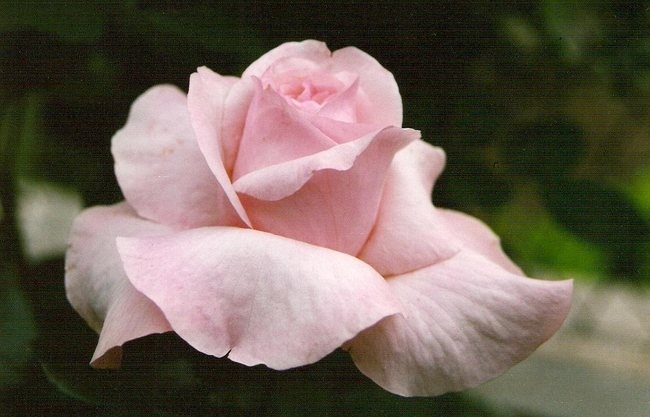 'Maurice REYBAUD'  photo