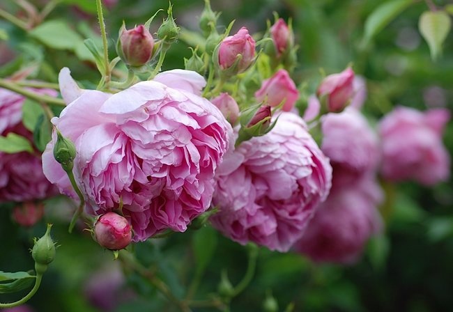 'The Ingenious Mr. Fairchild' rose, click to enlarge 'The Ingenious Mr. Fairchild' rose photo