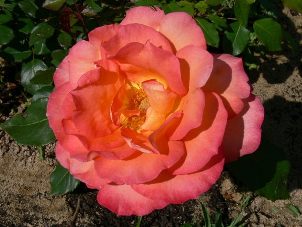 'Fairest Cape ® Panarosa' rose photo