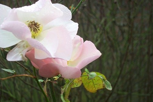 'Souvenir de St. Anne's' rose photo