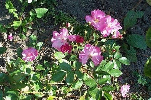 'Lavender Dream' rose photo