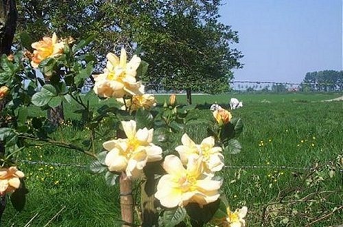 'Golden Wings (Shrub, Shepherd 1954)' rose, click to enlarge 'Golden Wings (Shrub, Shepherd 1954)' rose photo