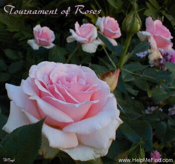 'Tournament of Roses' rose photo