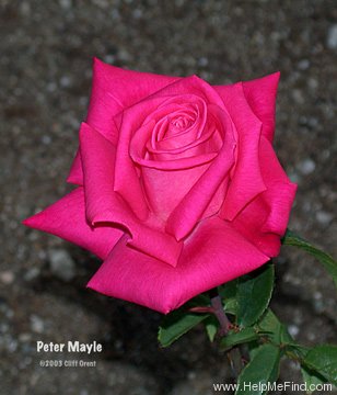 'Peter Mayle ™' rose photo