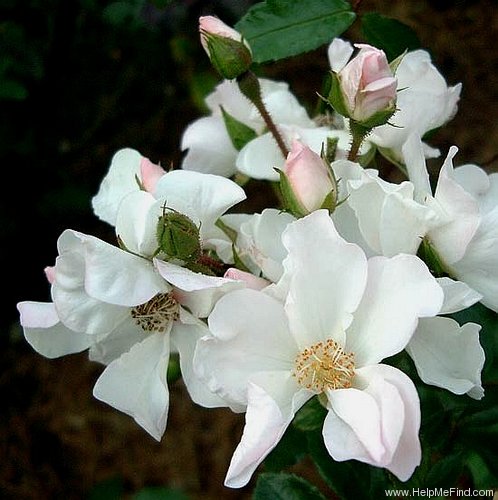 'Heideschnee ®' rose photo