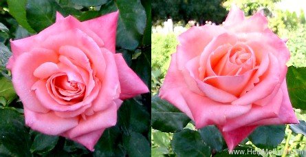 'Sonia (hybrid tea, Meilland, 1973)' rose photo