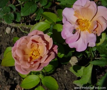 'Lavender Pinocchio (Floribunda, Boerner, 1948)' rose photo