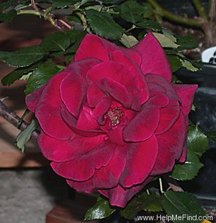 'Midnight (hybrid tea, Swim 1956)' rose photo