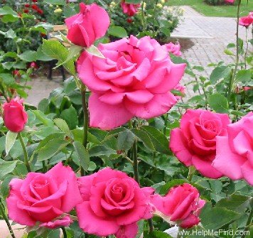 'Prima Donna ™ (grandiflora, Shirakawa 1984)' rose photo