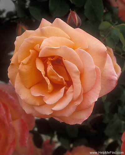 'Looping ® (Large Flowered Climber, Meilland, 1977)' rose photo