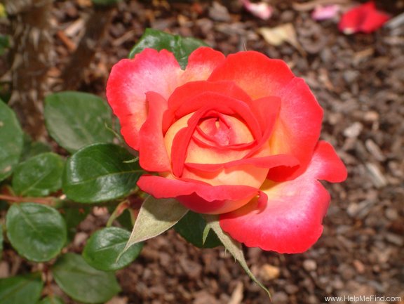 'News Review' rose photo