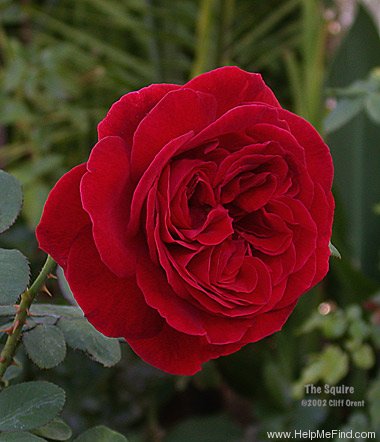 'The Squire ®' rose photo