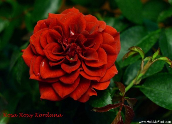 'Roxy Kordana' rose photo