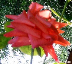 'Orange Passion ™' rose photo