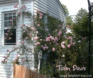 'John Davis' rose photo