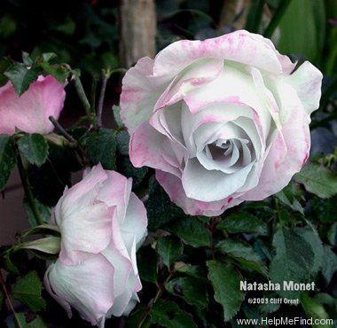 'Natasha Monet' rose photo