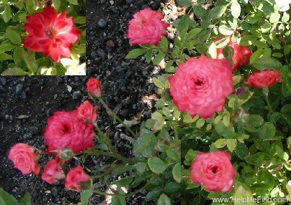 'Chipper' rose photo