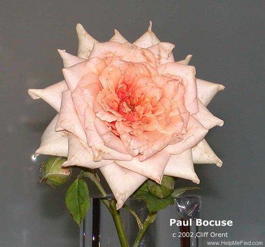 'Paul Bocuse ®' rose photo