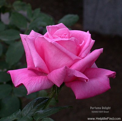 'Perfume Delight' rose photo
