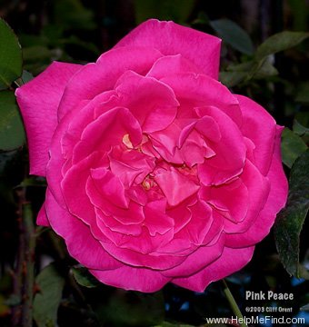 'Pink Peace' rose photo