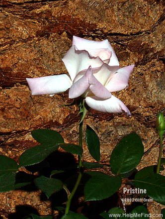 'Pristine ® (hybrid tea, Warriner 1975)' rose photo