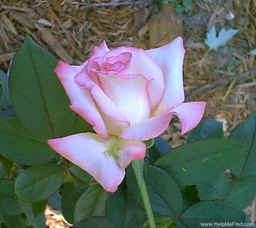 'Gemini (hybrid tea, Zary 1999)' rose photo