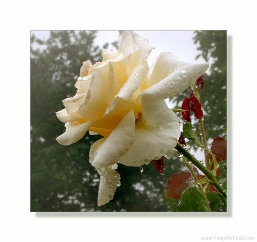 'Kooiana Daybreak' rose photo