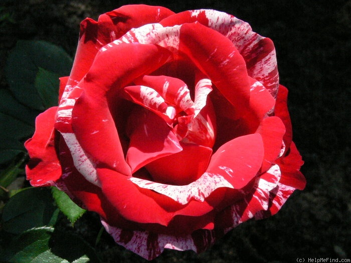 'Henri Matisse ®' rose, click to enlarge 'Henri Matisse ®' rose photo