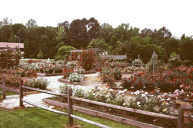 'Eastern North Carolina Rose Society'  photo