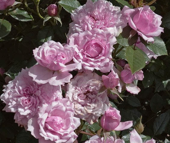 'Gentle Maid' rose photo