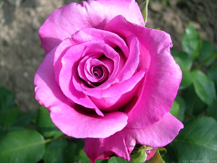 'Claude Brasseur ®' rose photo