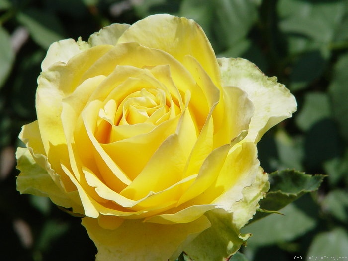 'St. Patrick ™ (hybrid tea, Strickland, 1986)' rose photo