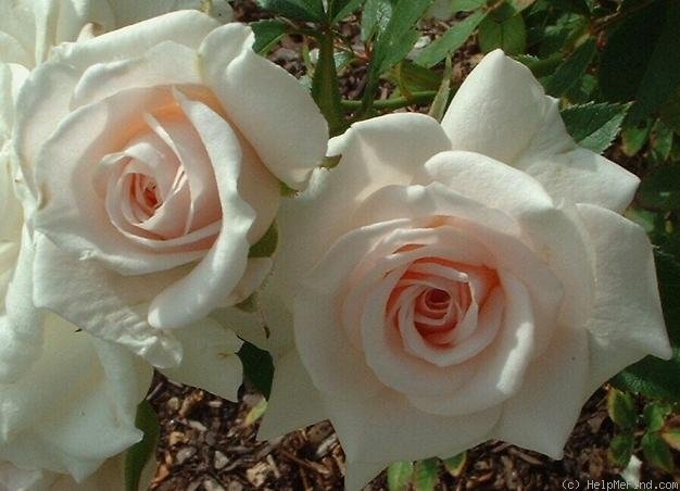 'Old Fashioned Girl' rose photo
