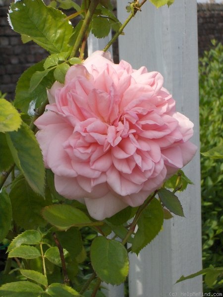 'Times Past' rose photo